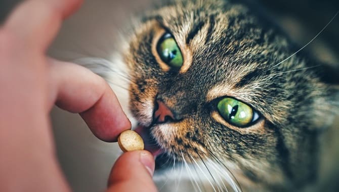 Кот ест таблетку