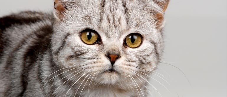 В чем опасность подкожного клеща для кошки и как быстро вылечить демодекоз