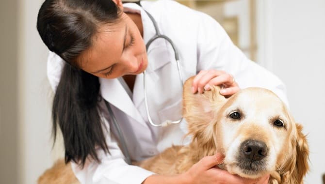 Ветеринар осматривает ухо собаки