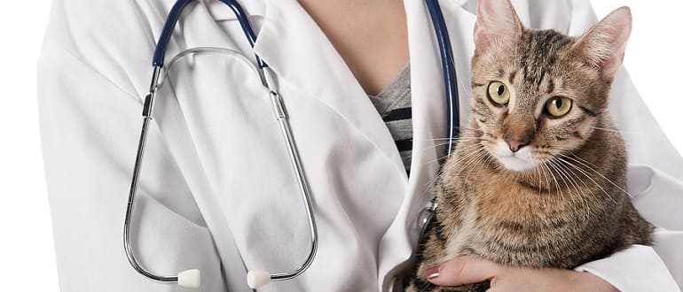 Как проявляется и как лечится токсоплазмоз у котов