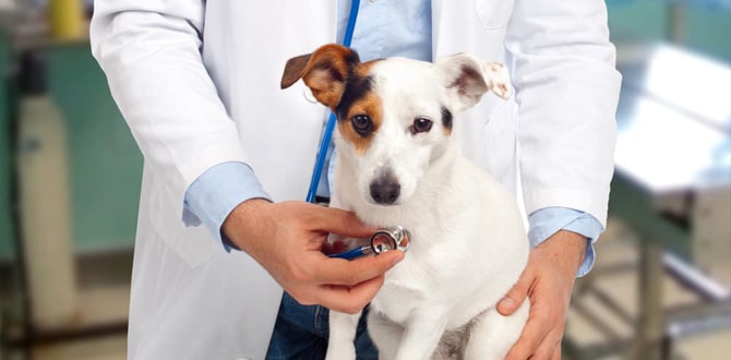 Диагностика собаки у ветеринара