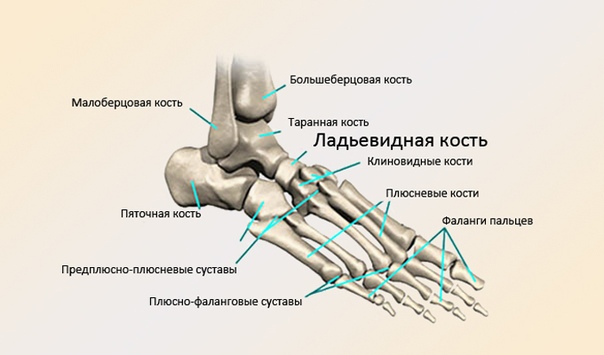 Строение Пяточной Кости (Ладьевидная кость) на схеме