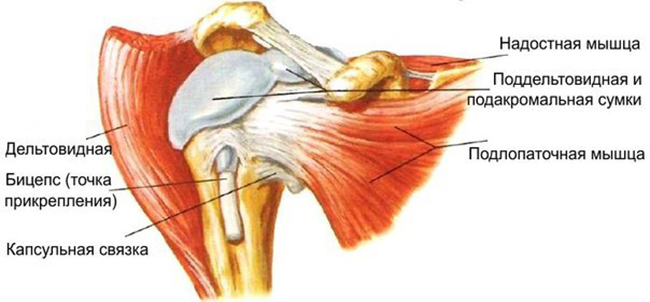 Мышцы плеча