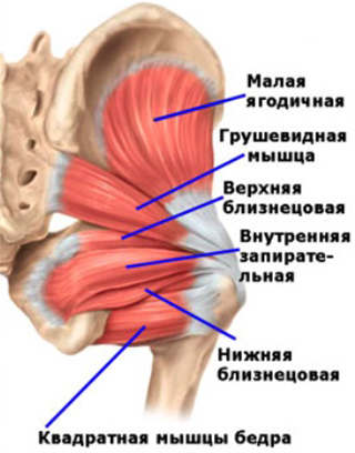 Мышцы тазобедренного сустава