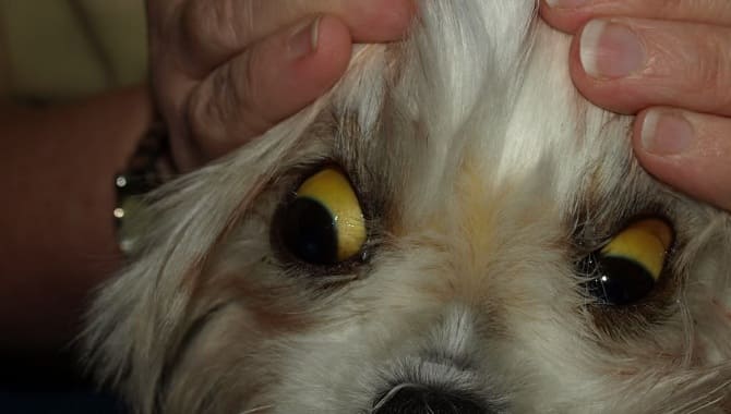 У собаки желтые белки глаз