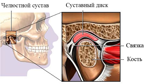 Строение челюстного сустава