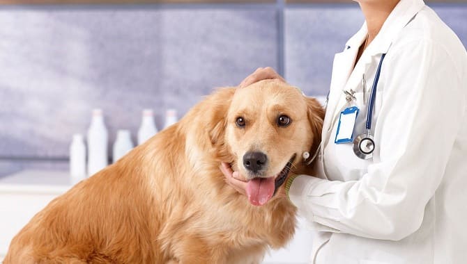 Ветеринар и собака