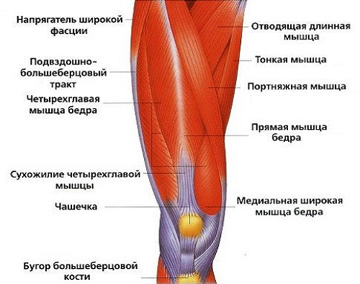 Мышцы колена