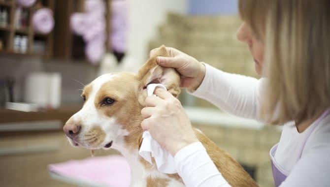 Обработка уха у собаки