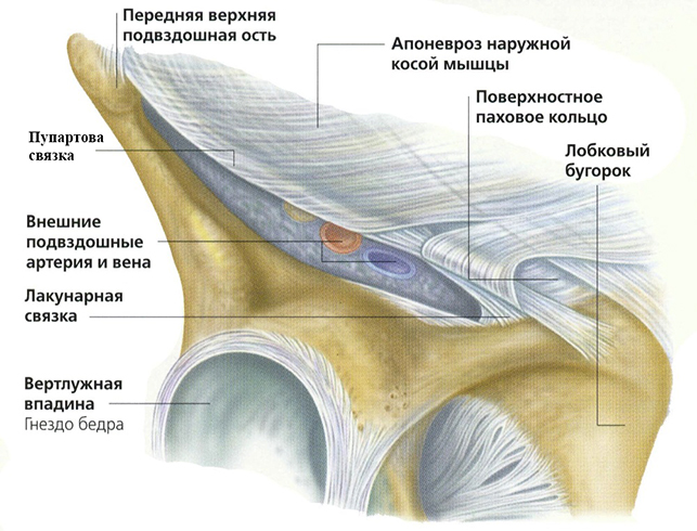 Анатомия паха и пупартова связка