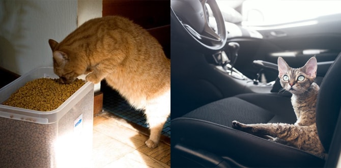 Переедание, кот в машине