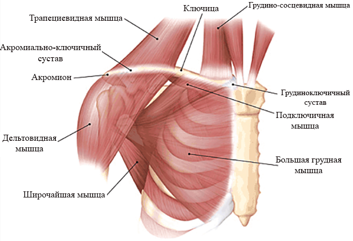 Мышцы и связки, окружающие ключицу