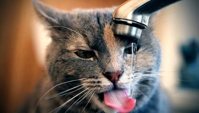 Кот пьет из крана воду