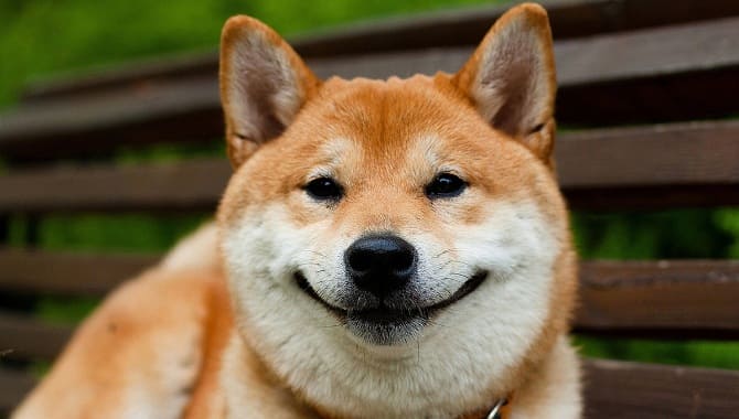 Собака улыбается